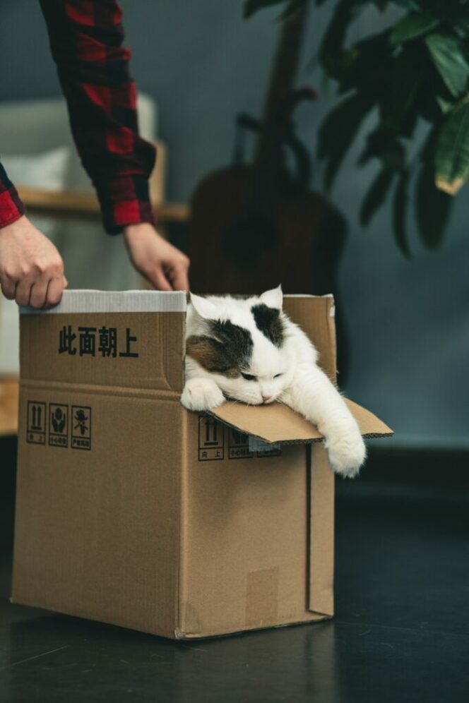 Another Secret Solved! 5 Reasons Why Cats Love Cardboard Boxes!