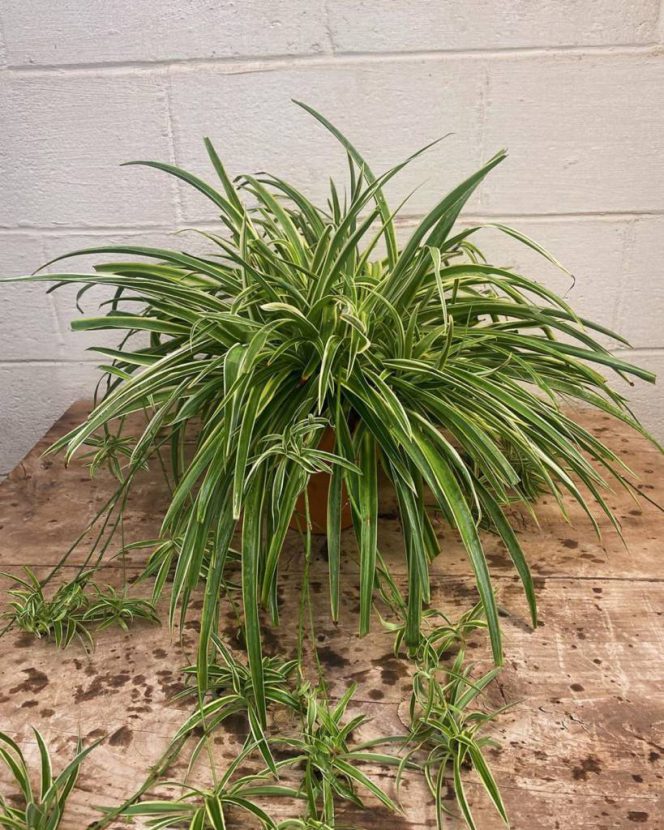 Growing Spider Plants – Everything You Need to Know