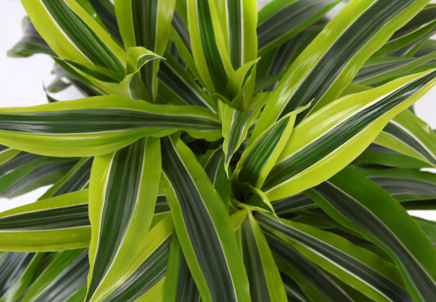 Growing Spider Plants – Everything You Need to Know