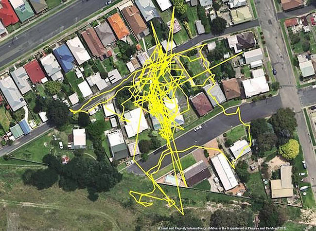 GPS Trackers Show Us What Our Cats Do When They Go Out At Night