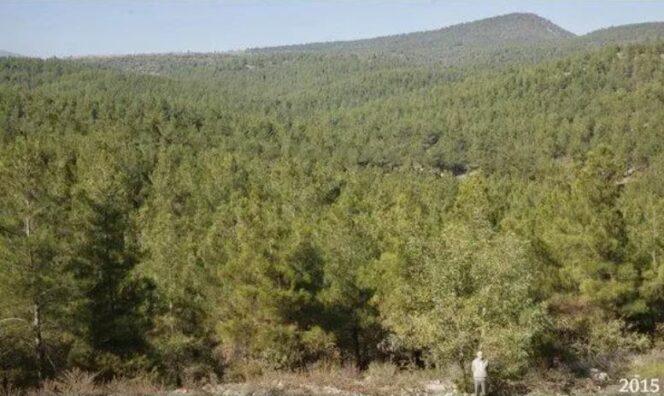 40 Years Ago a Forester Decided to Turn a Desert Area into a Forest. And This Is Where Right Now You Can See Bears and Boars Running Wild