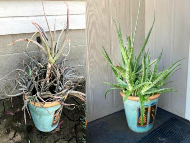 11 Most Common Mistakes Made When Taking Care of Potted Plants