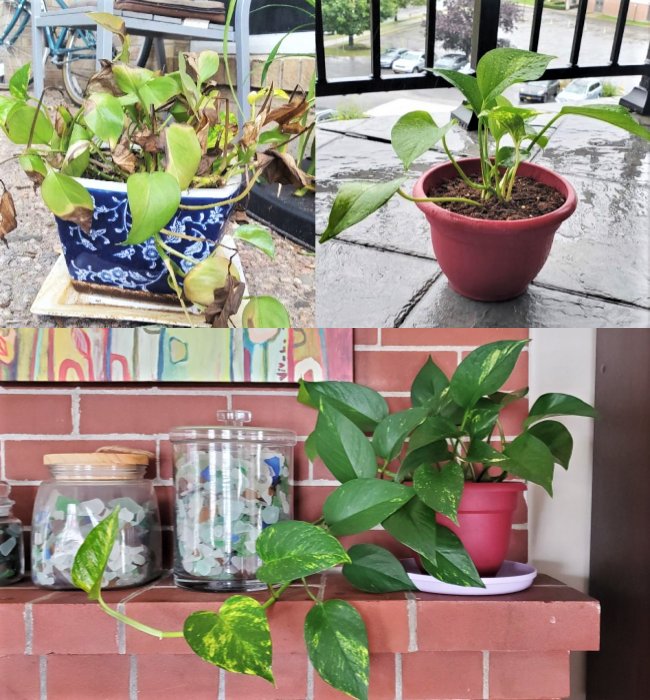 11 Most Common Mistakes Made When Taking Care of Potted Plants