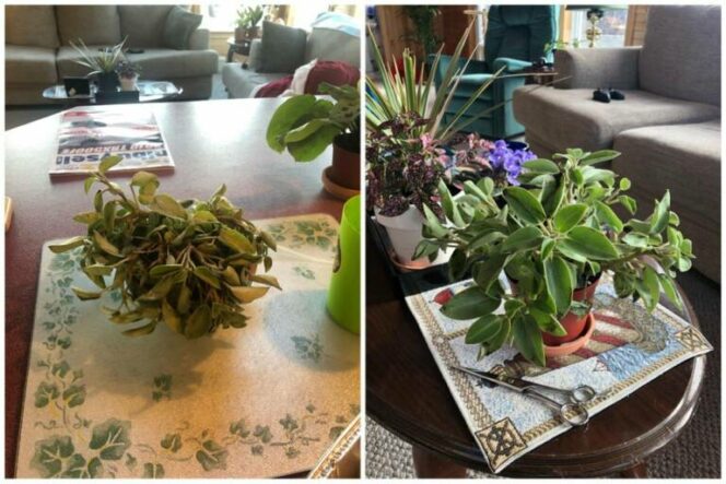 11 Most Common Mistakes Made When Taking Care of Potted Plants