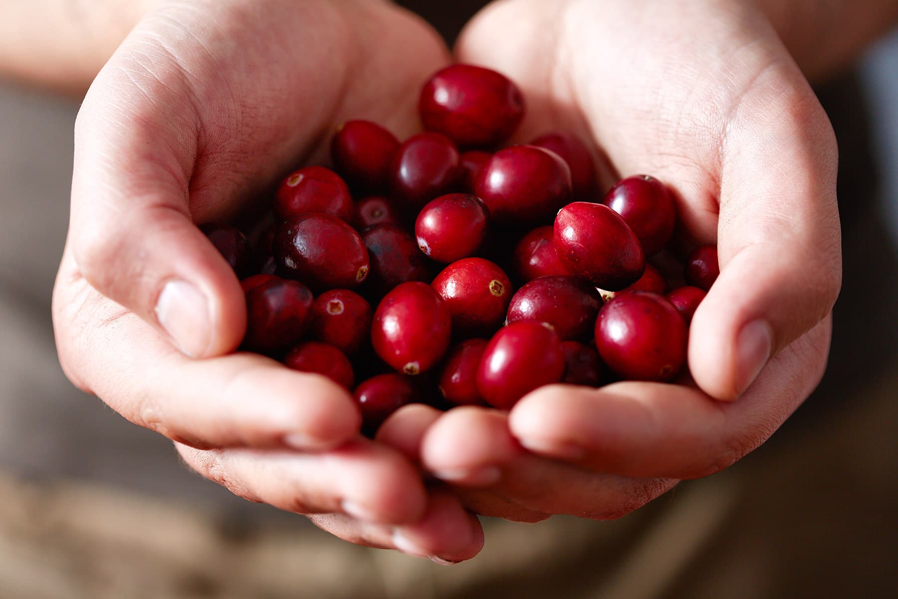 Raw Cranberries Are Healthiest