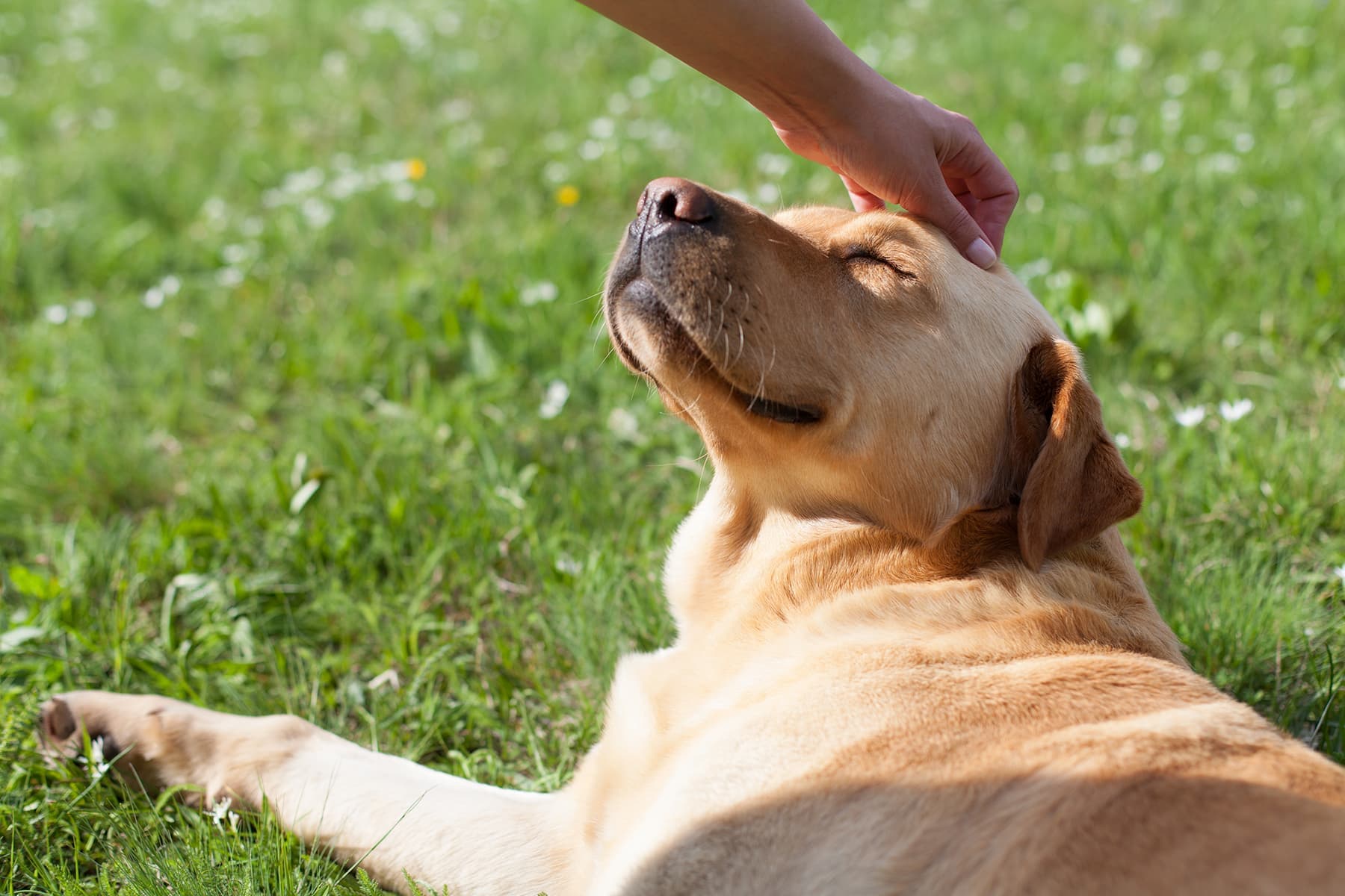 Hang Out With a Dog