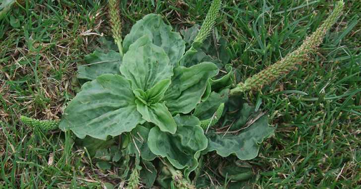 plantain weed, plantain, plantain benefits