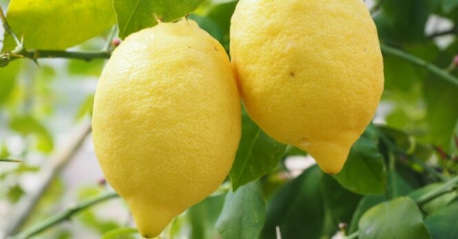 13 Interesting Applications of Lemon and Its Juice. It Is a Natural Alternative to Several Medications and Cosmetics