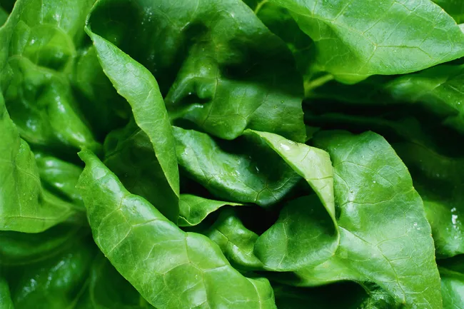 bibb lettuce