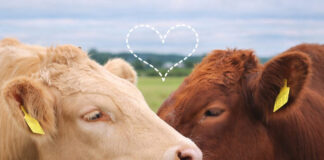 Дослідження показало, що корови «розмовляють» і проявляють співчуття, як і люди
